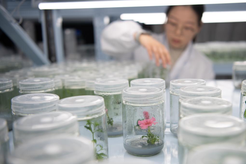 神奇场景照进现实 创新科技让植物“发光”——生物科技产品的研发
