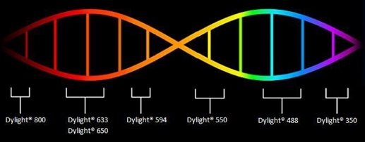 生物科技新里程 Dylight标记抗体促销助力前沿研发